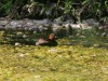 Zwergtaucher, Zechenklärteiche Radbod, 08.06.2026, Foto: N. Pitrowski