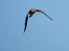 Turmfalke, Westhusen, 15.07.2026, Foto: N. Pitrowski