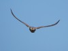 Turmfalke, Westhusen, 15.07.2026, Foto: N. Pitrowski