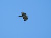 Wespenbussard, NSG Schlagmersch, 15.07.2026, Foto: N. Pitrowski