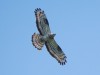 Wespenbussard, NSG Schlagmersch, 15.07.2026, Foto: N. Pitrowski