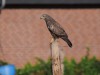 Mäusebussard, Oberholsen, 12.08.2026, Foto: N. Pitrowski