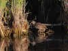 Wasserralle, NSG Tibaum, 15.08.2026, Foto. N. Pitrowski