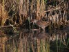 Wasserralle, NSG Tibaum, 15.08.2026, Foto. N. Pitrowski