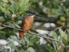 Eisvogel, NSG Tibaum, 15.08.2026, Foto. N. Pitrowski