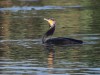 Kormoran, NSG Tibaum, 25.08.2026, Foto. N. Pitrowski