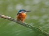 Eisvogel, Radbodsee, 22.09.2026, Foto: N. Pitrowski
