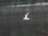 Flussseeschwalbe, Radbodsee, 22.09.2026, Foto: N. Pitrowski