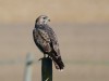 Mäusebussard, Klostermühlenweg, 04.10.2026, Foto: N. Pitrowski