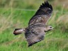Mäusebussard, Klostermühlenweg, 04.10.2026, Foto: N. Pitrowski