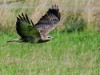 Mäusebussard, Klostermühlenweg, 04.10.2026, Foto: N. Pitrowski