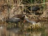 Wasserralle und Teichhuhn, NSG Tibaum, 04.10.2026, Foto: N. Pitrowski