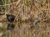 Wasserralle und Teichhuhn, NSG Tibaum, 04.10.2026, Foto: N. Pitrowski