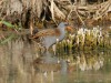 Wasserralle, NSG Tibaum, 04.10.2026, Foto: N. Pitrowski