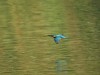 Eisvogel, NSG Tibaum, 14.10.2026, Foto: N. Pitrowski