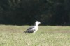Mäusebussard, NSG Mühlenlaar, 30.09.2026, Foto: A. Funke